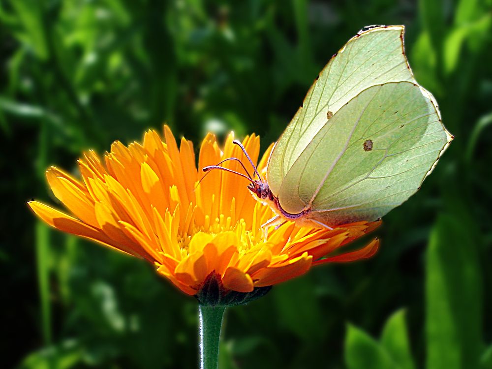 Бабочка лимонница