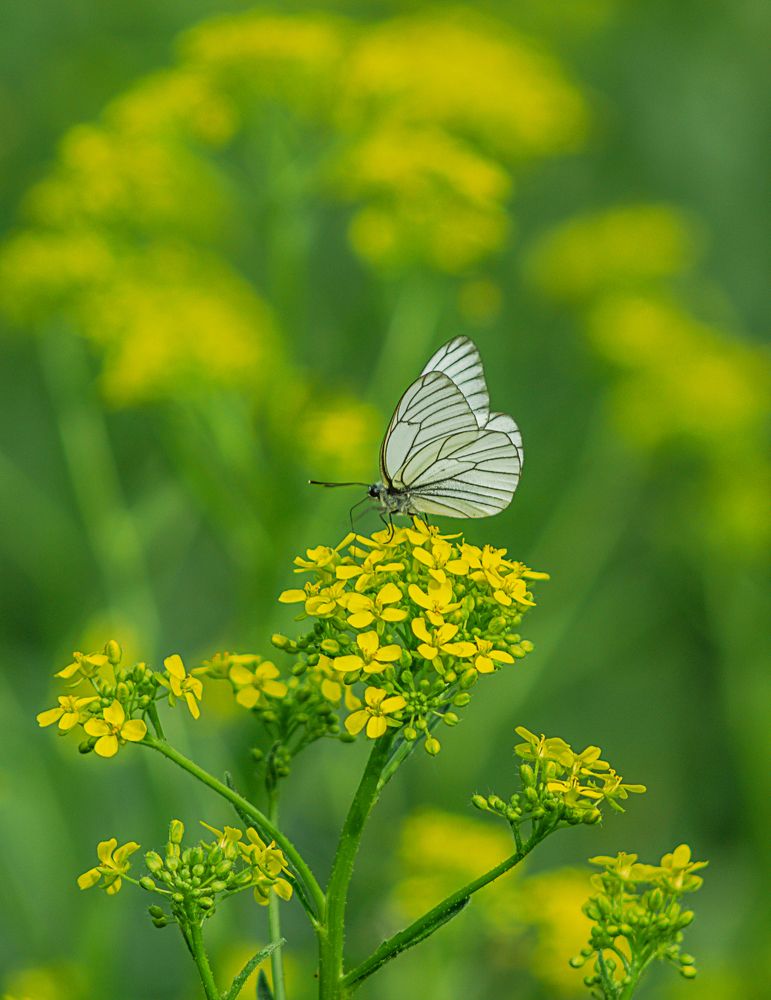 Photograph by Александр Жариков
