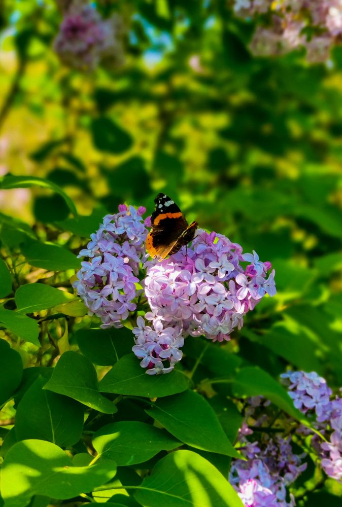 Photograph by гульчачак яруллина
