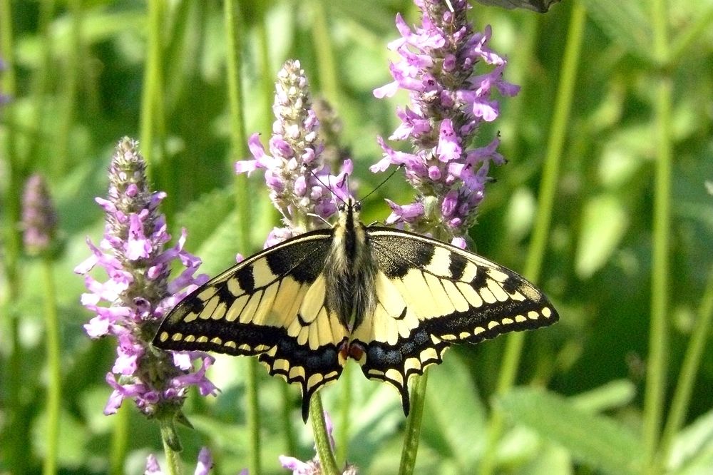 Photograph by натапов леонид