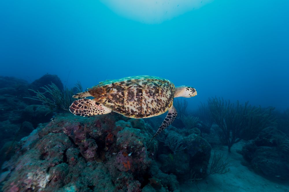 Photograph by Santiago Estrada R