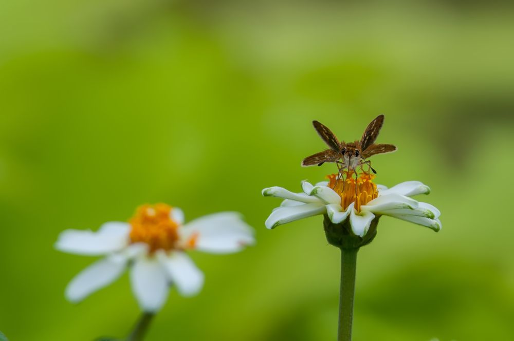 Photograph by Chamara Sulakkhana Polwatta Siriyalage