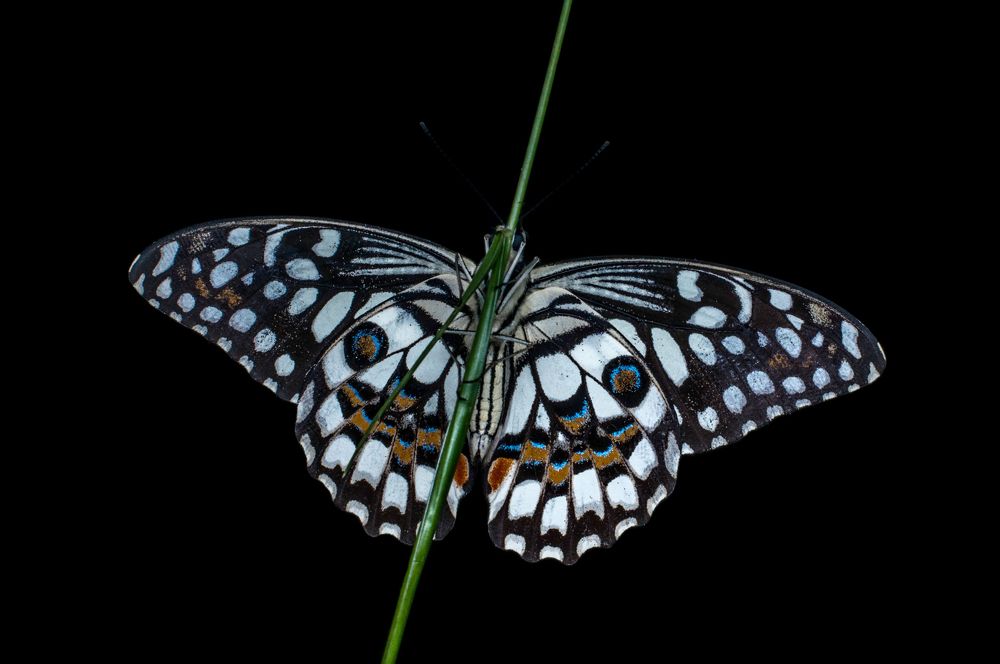 Photograph by Chamara Sulakkhana Polwatta Siriyalage