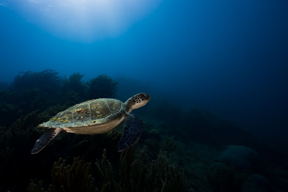 Photograph by Santiago Estrada R