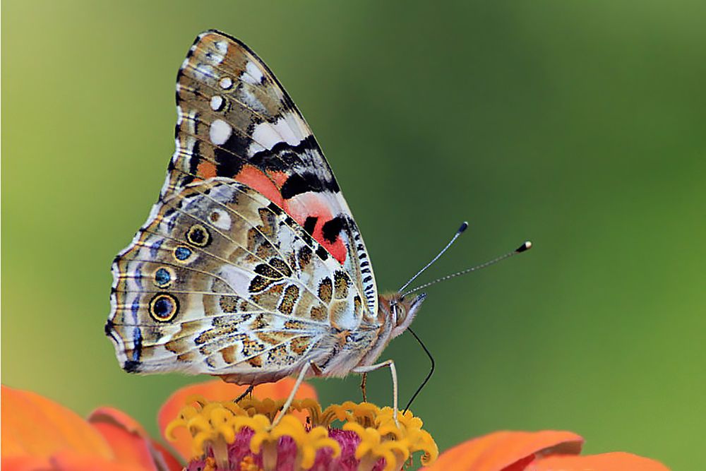 Фотография автора Viktor