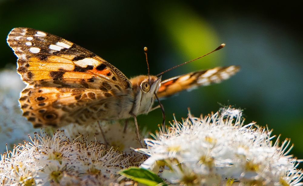 Photograph by Владимир Безбородов