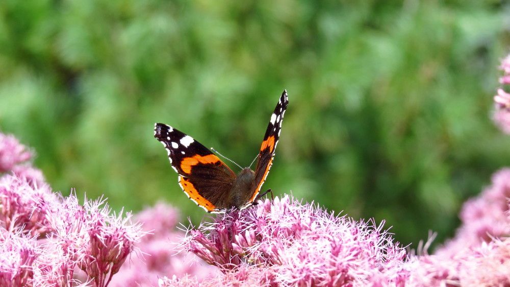 Photograph by Елена Казарина