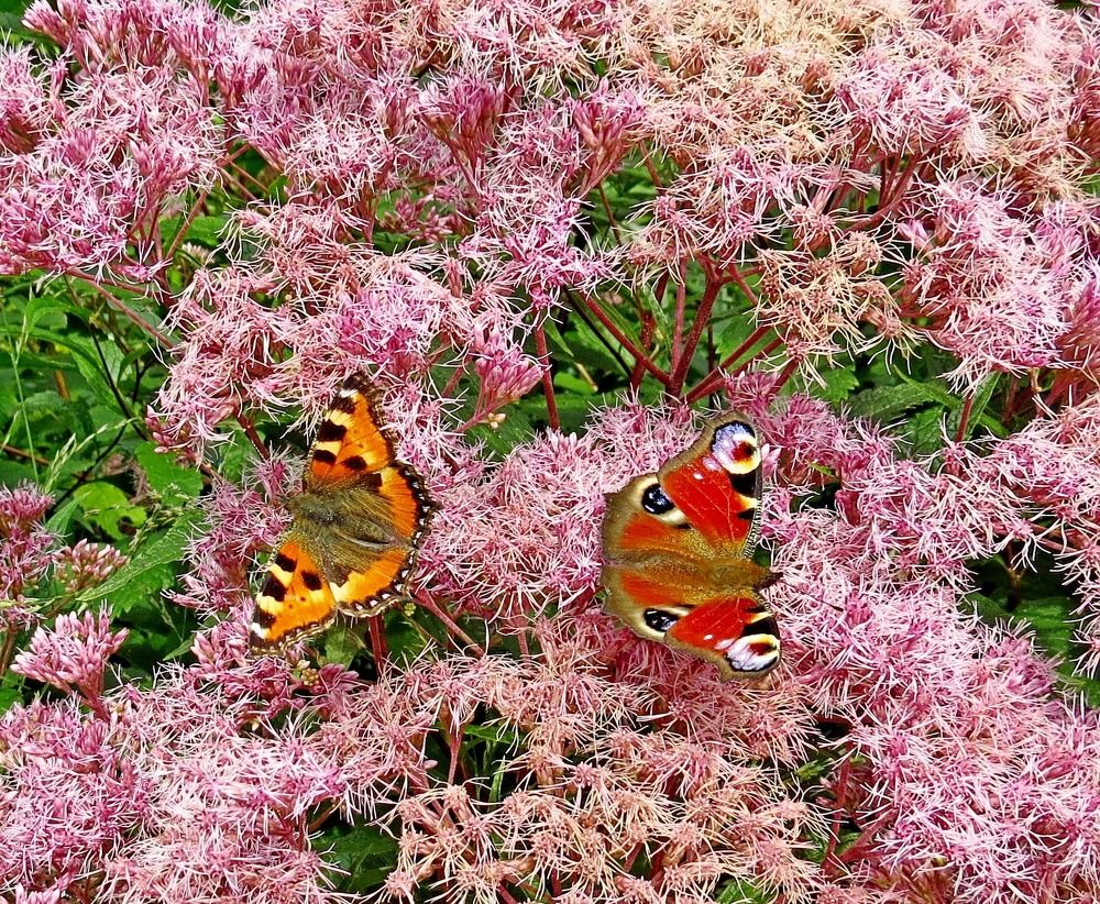 Photograph by Елена Казарина