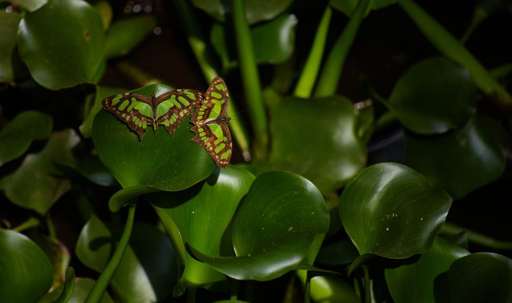 Photograph by Luis Manuel Jiménez Tabares