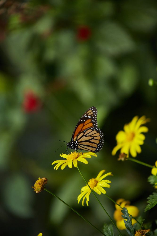 Photograph by Luis Manuel Jiménez Tabares