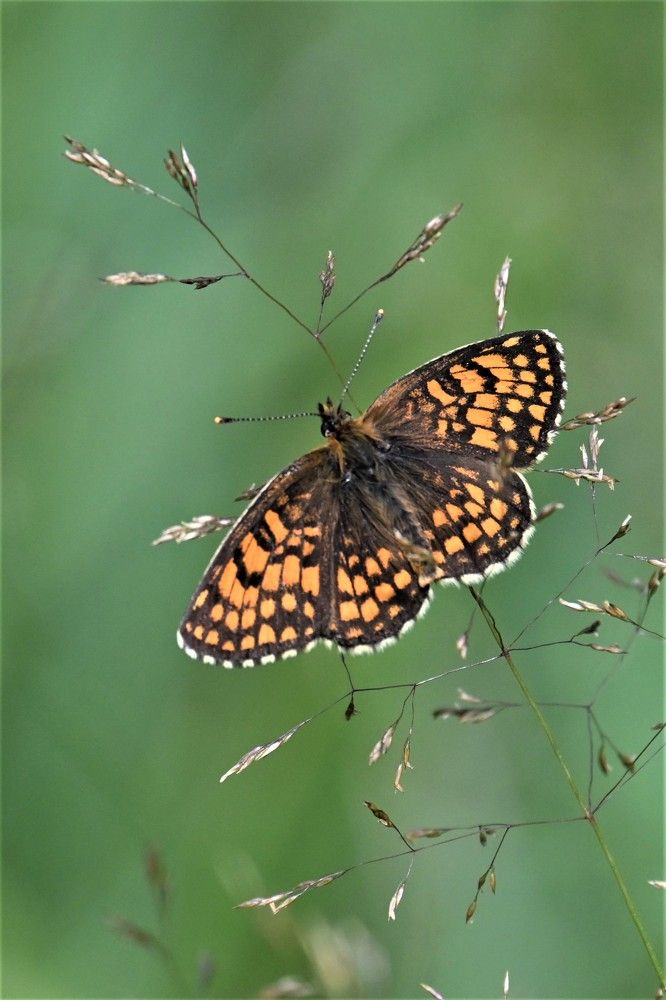Фотография автора IRINA FILIPPOVA