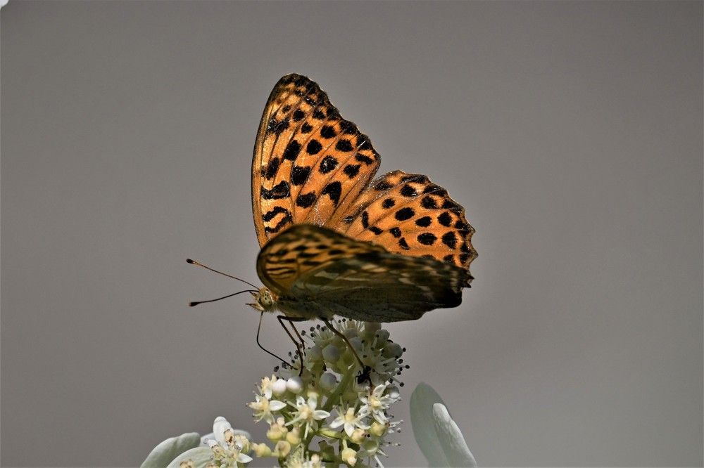 Фотография автора IRINA FILIPPOVA