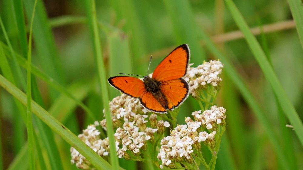 Photograph by Елена Казарина