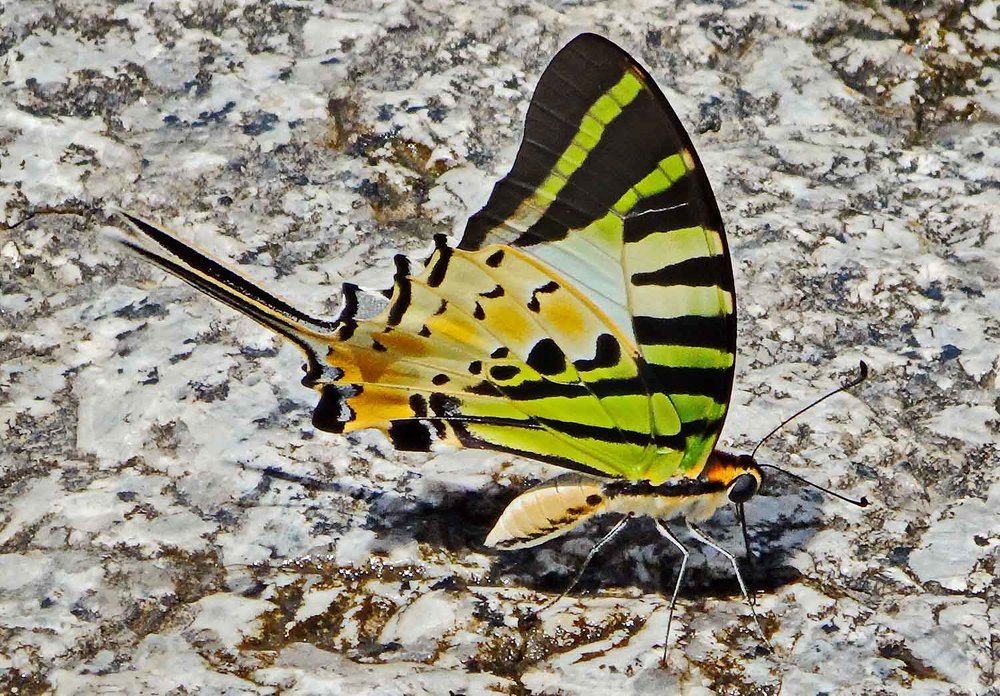 Photograph by Игорь Пшеничников