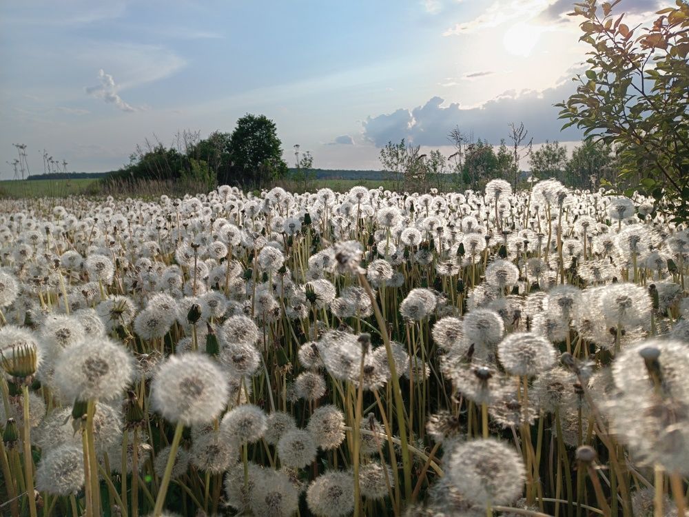 Photograph by Светлана Кондрашова