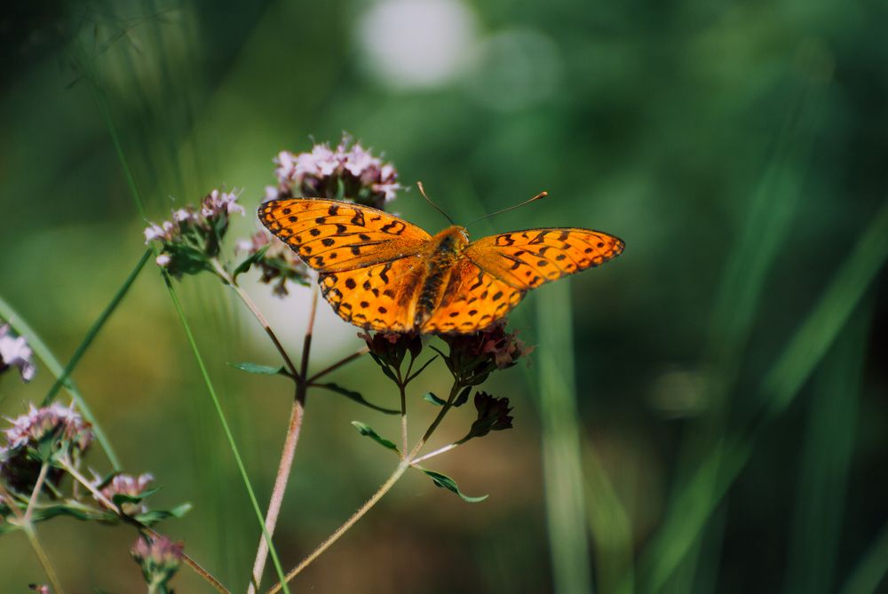 Photograph by Анастасия Фохт