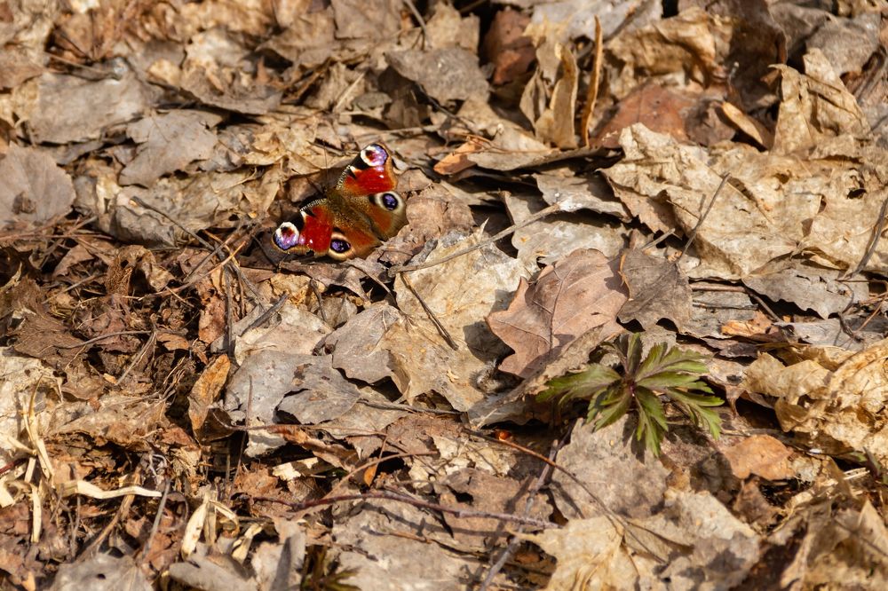 Photograph by Алексей