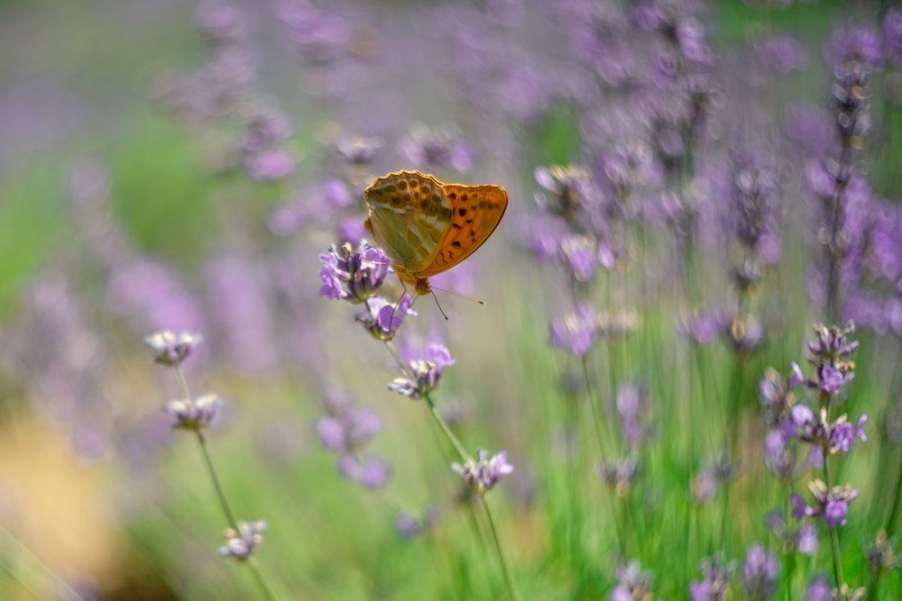 Бабочка на лаванде