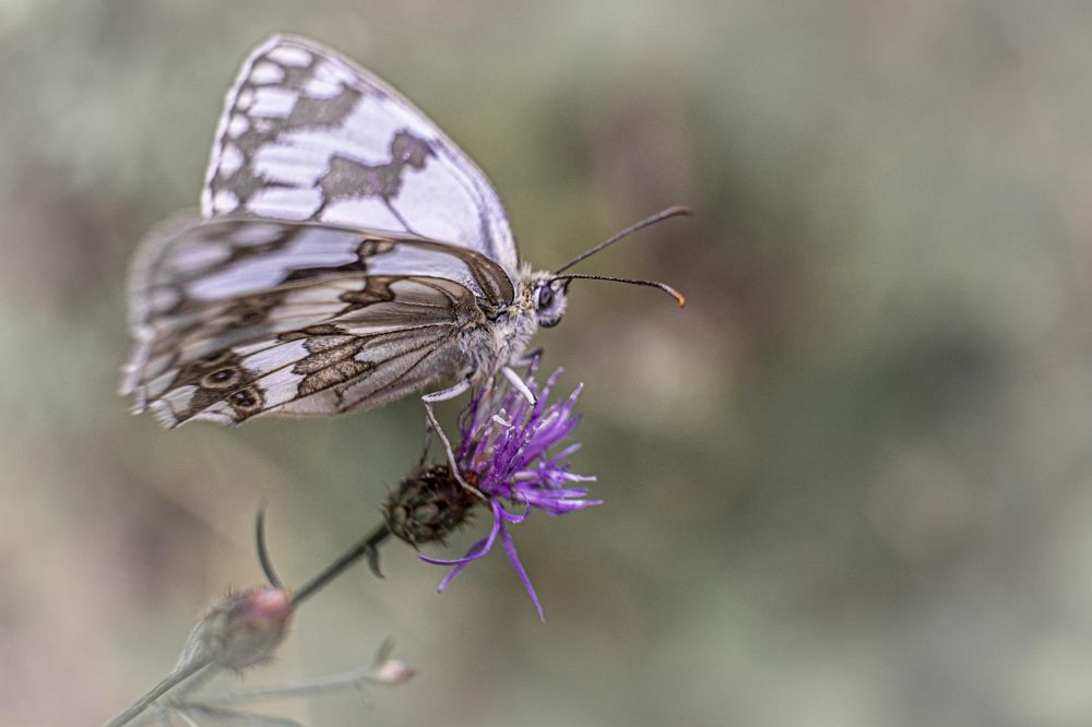 Photograph by Amelia Pardo