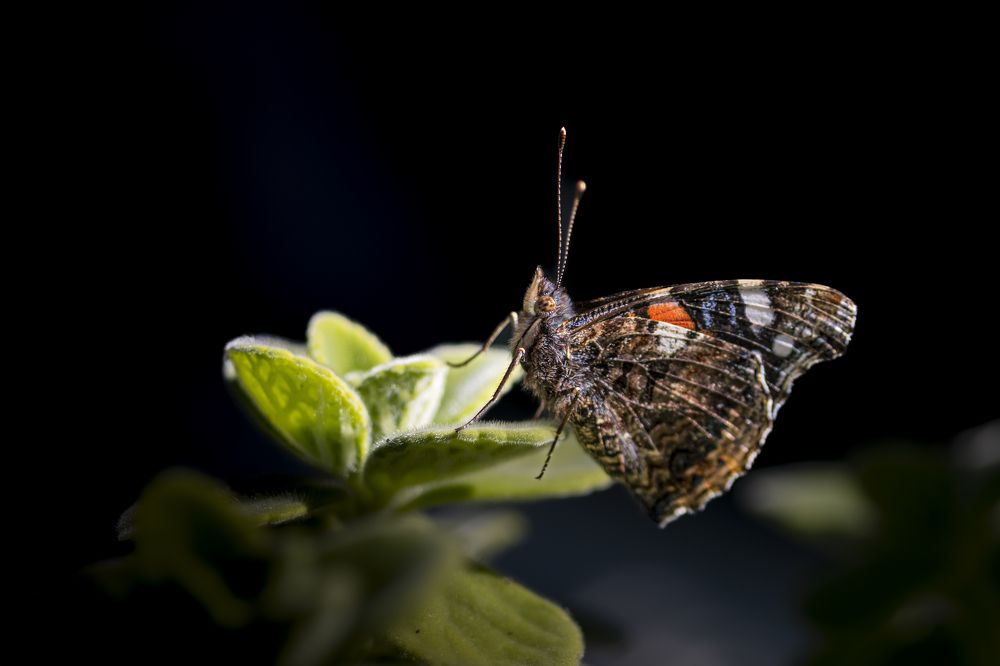 Photograph by Amelia Pardo