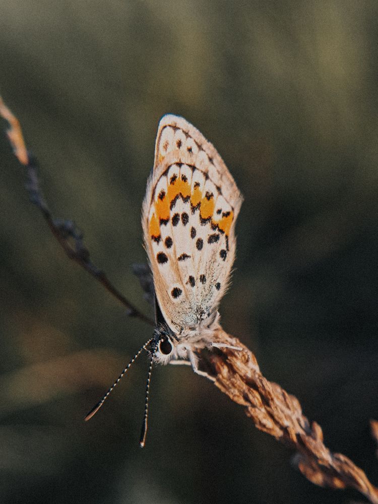 Photograph by Natalya