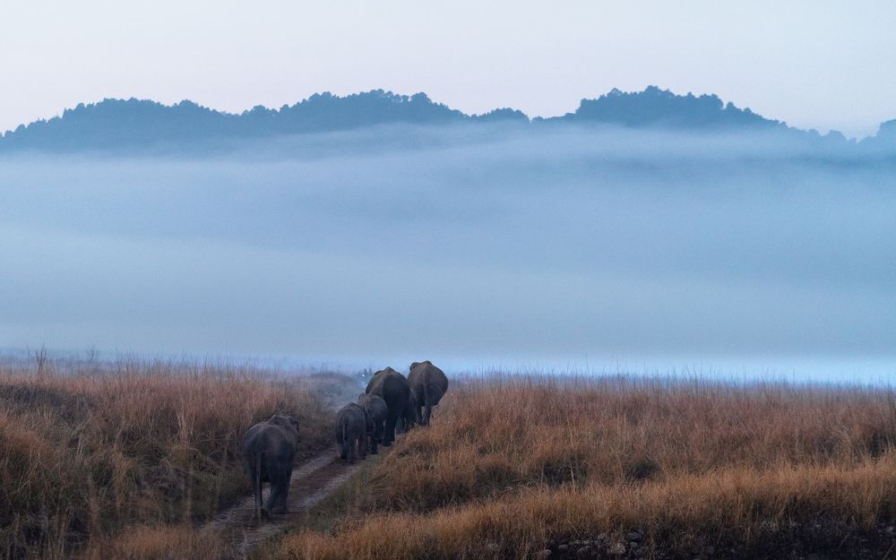 Photograph by Guha Jayanta