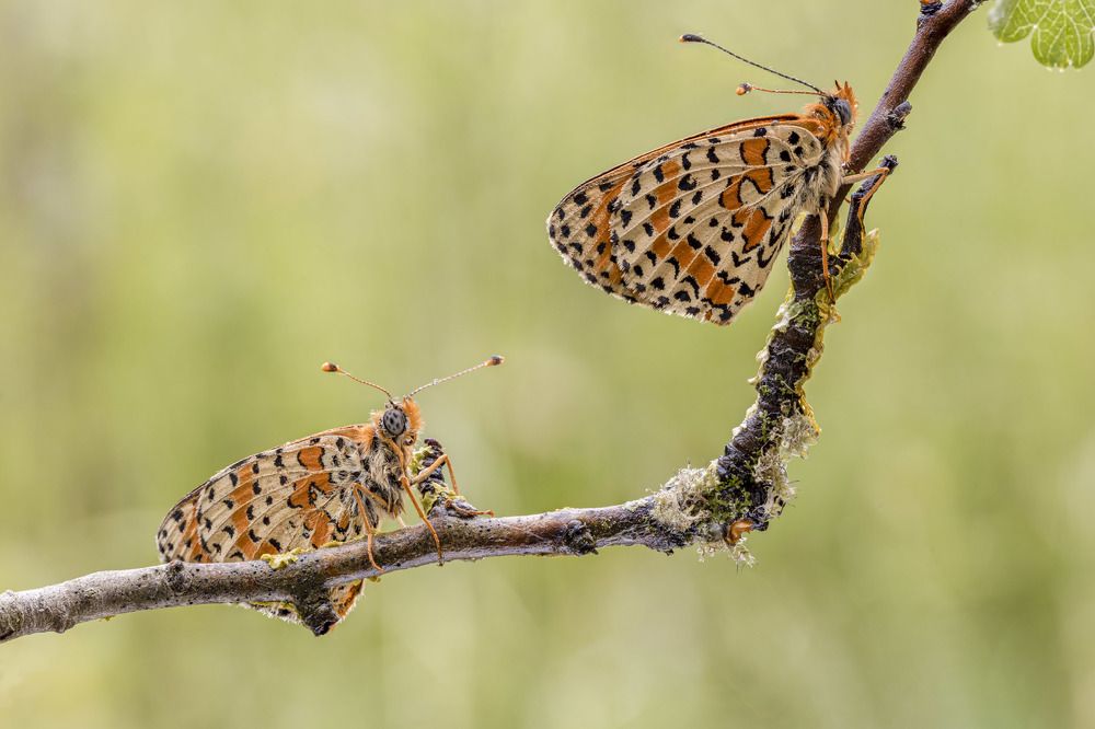 Photograph by Vincenzo Miconi