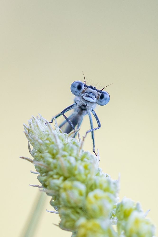 Photograph by Vincenzo Miconi