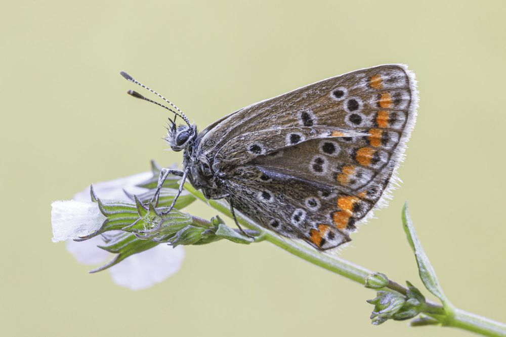 Photograph by Vincenzo Miconi