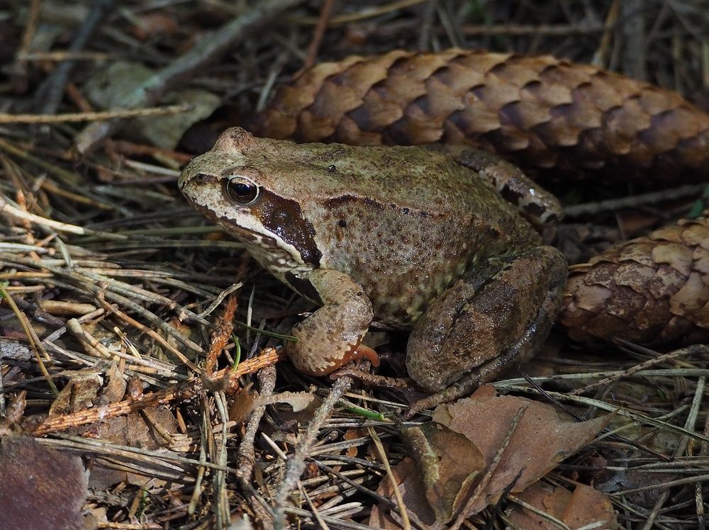 Photograph by Елена Синицына