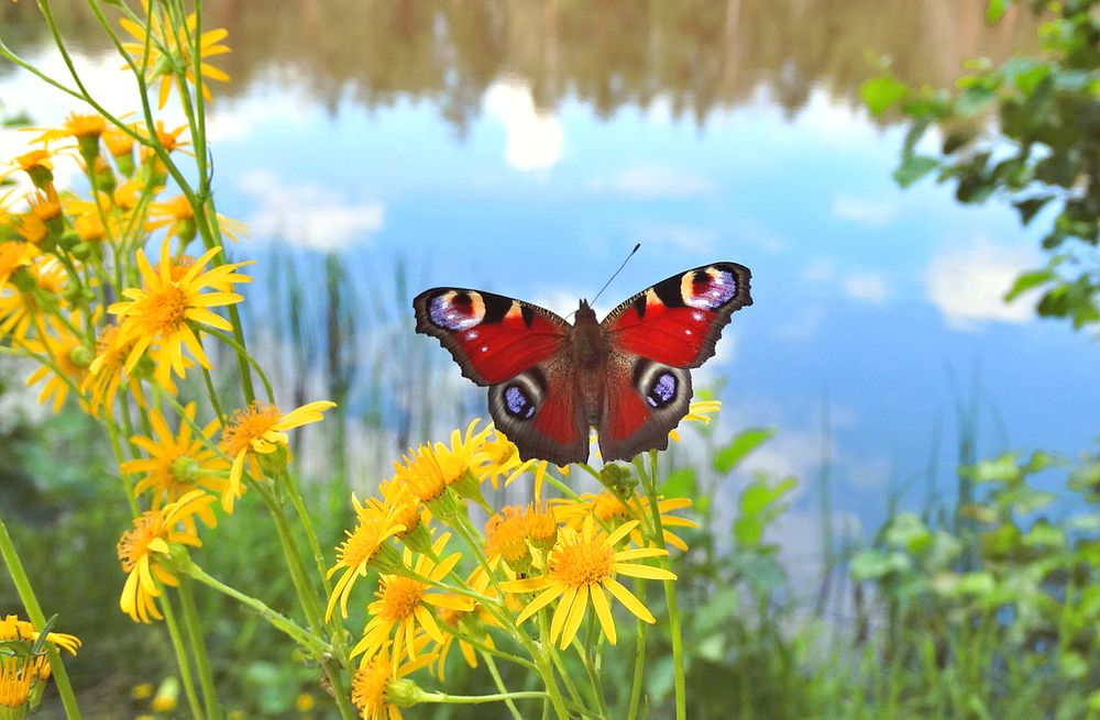 Бабочка в цветах над озером