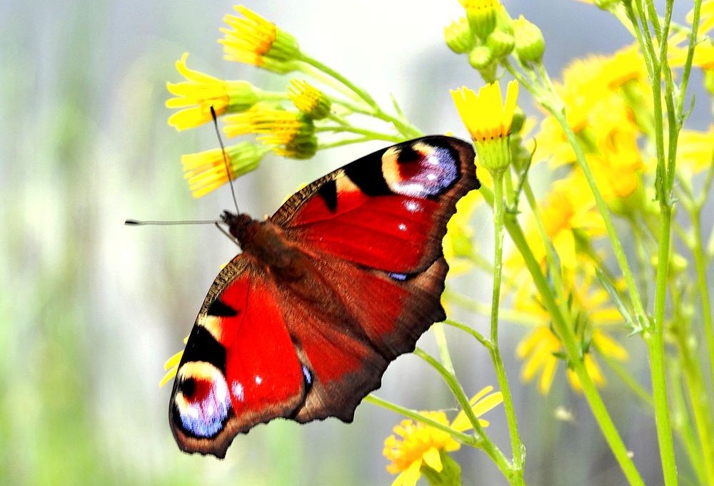 Бабочка собирает нектар