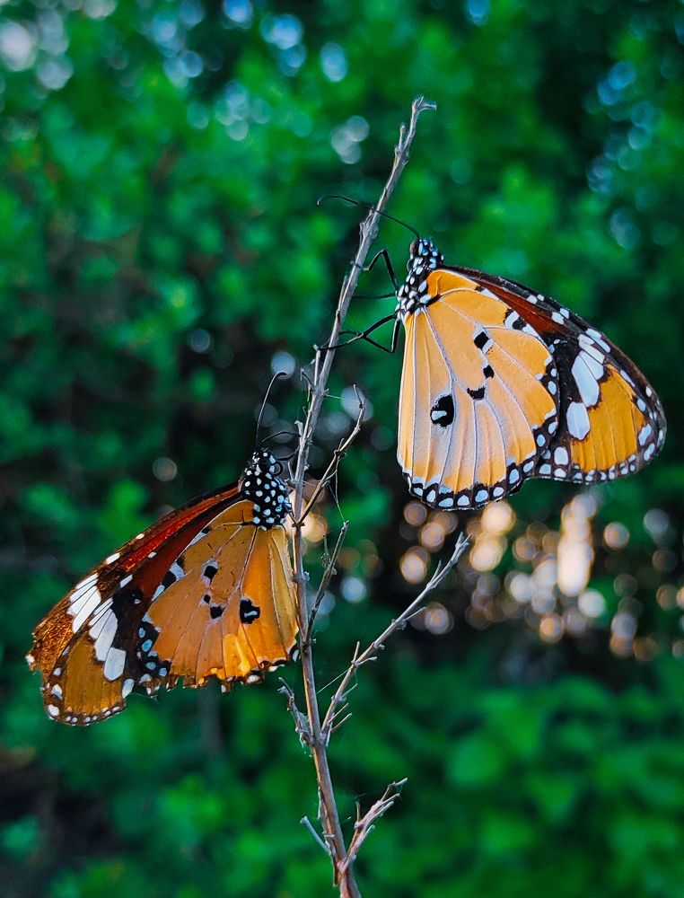 Photograph by Suman Mondal