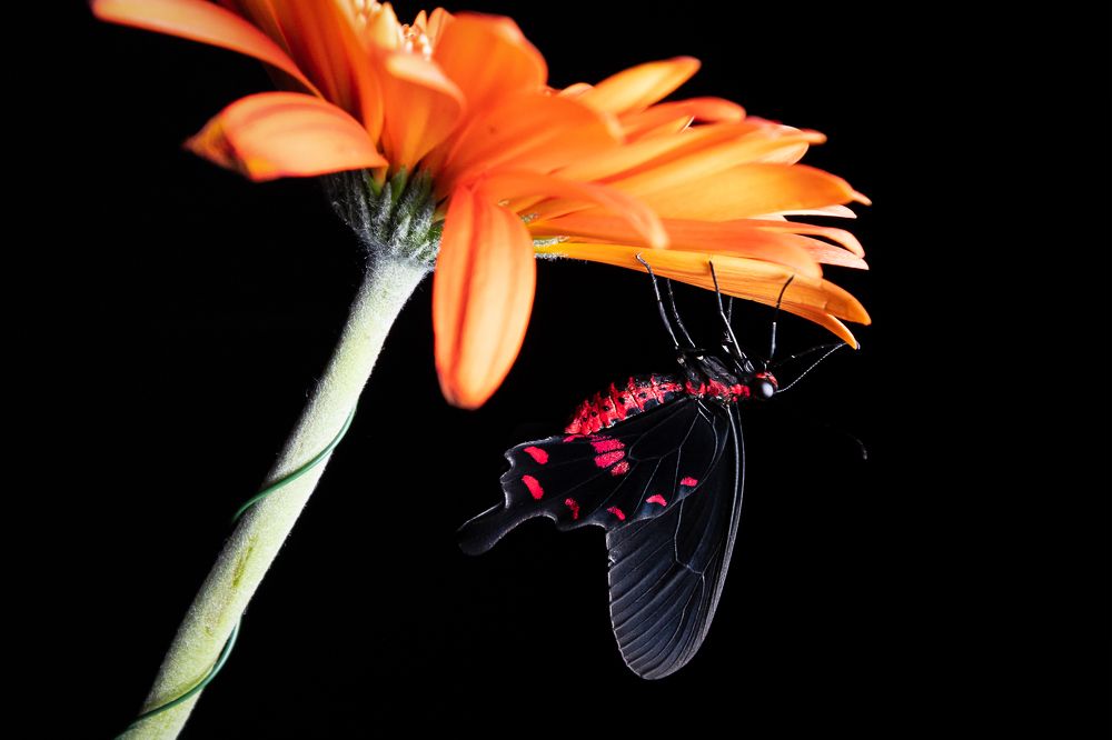 Photograph by Екатерина Каменцева