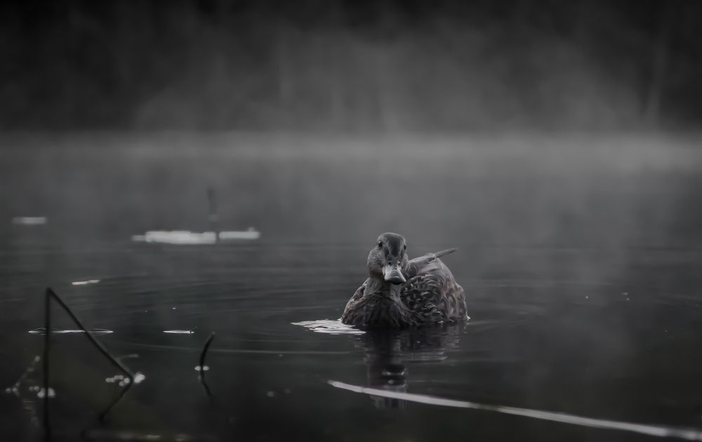 Photograph by Виктор Рыков