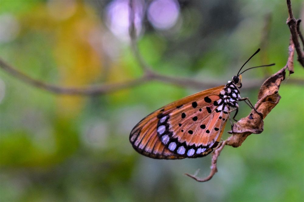 Photograph by Kamal Bhattacharjya