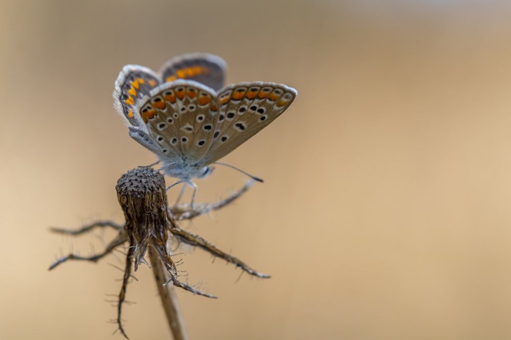 Фотография автора Nikolay Tatarchuk