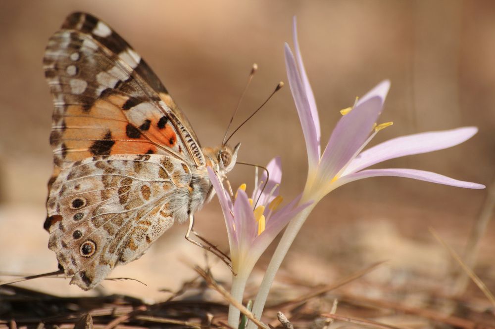 Фотография автора Nikolay Tatarchuk
