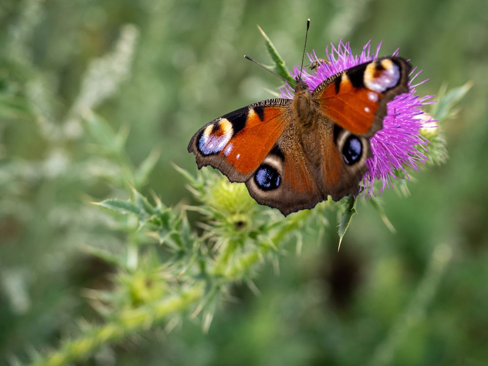 Photograph by Маргарита Ивкова