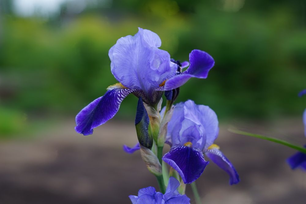 Photograph by Александр Кизим