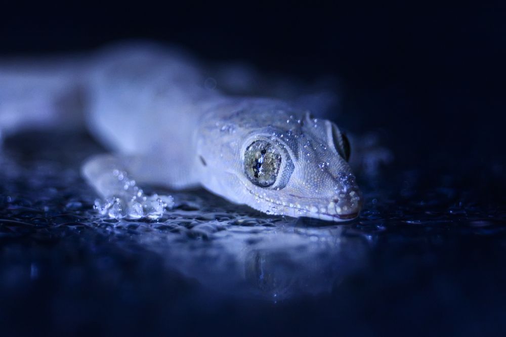 Photograph by Shahariar Alam