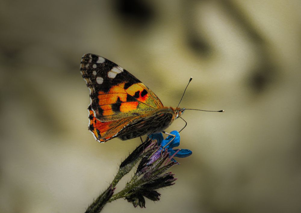 Фотография автора Mahdi Mohammadi