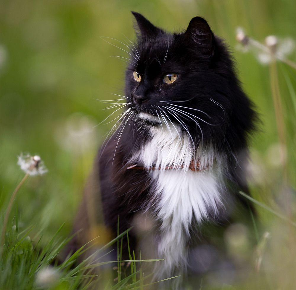 Красавчик Баюн