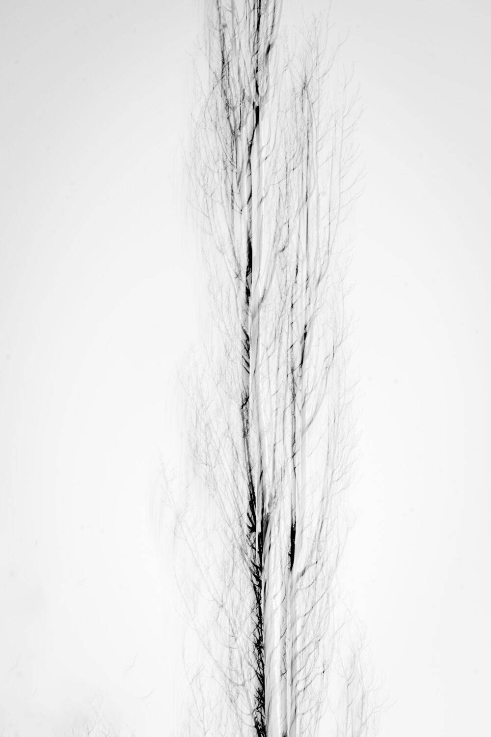 Photo #9168245