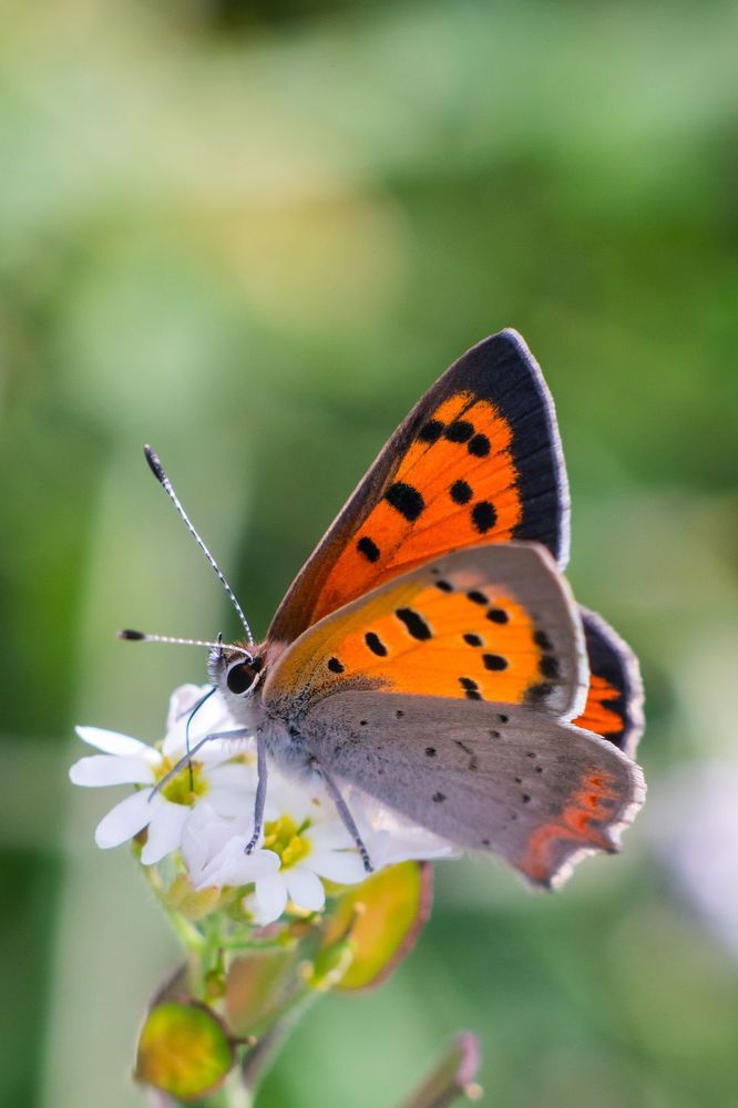 Photograph by Matko Matkovic