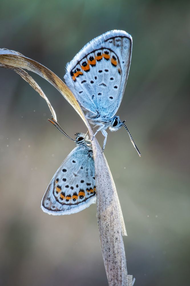 Фотография автора Анна Иванова