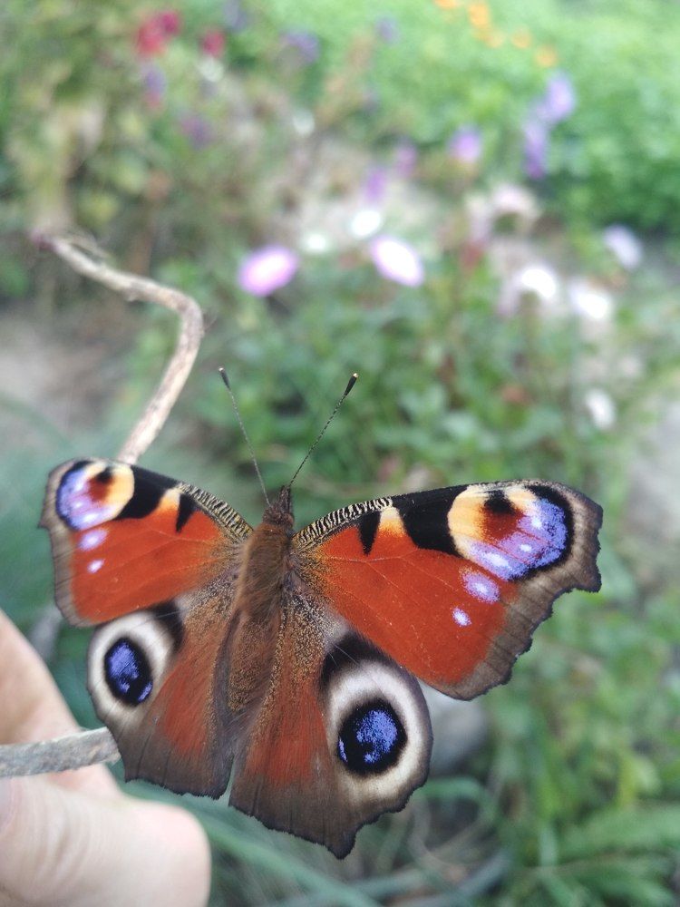 Photograph by Кристина Шоба