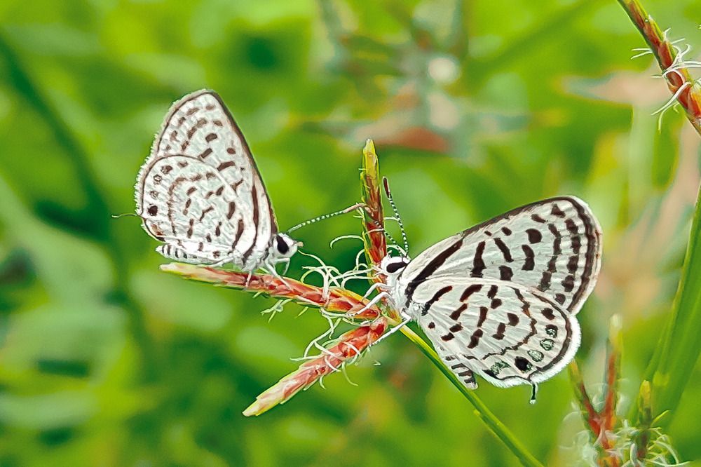 Photograph by Suman Mondal