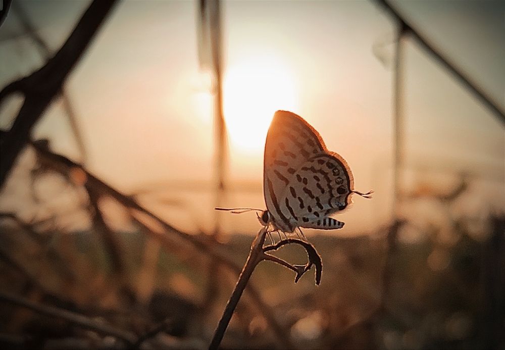Photograph by Suman Mondal