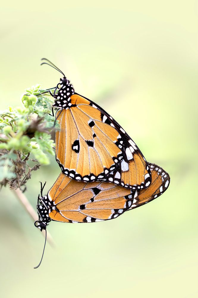 Photograph by ghaniya Almajrafi